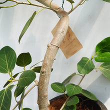 画像をギャラリービューアに読み込む, 【一点物】フィカス・ベンガレンシス 10号 高さ約180cm 沖縄の観葉植物 No.186