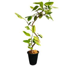 画像をギャラリービューアに読み込む, 【一点物】フィカス・アルテシーマ 8号 沖縄観葉 高さ 約140cm No.122