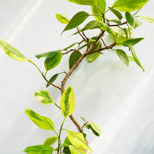 画像をギャラリービューアに読み込む, 【一点物】フィカス・アルテシーマ 8号 沖縄観葉 高さ 約140cm No.122