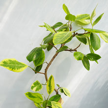 画像をギャラリービューアに読み込む, 【一点物】フィカス・アルテシーマ 8号 沖縄観葉 高さ 約140cm No.122