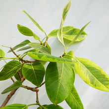 画像をギャラリービューアに読み込む, 【一点物】フィカス・アルテシーマ 8号 沖縄観葉 高さ 約140cm No.122