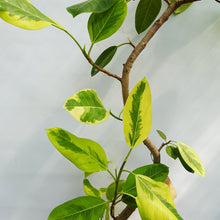 画像をギャラリービューアに読み込む, 【一点物】フィカス・アルテシーマ 8号 沖縄観葉 高さ 約140cm No.122