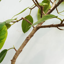 画像をギャラリービューアに読み込む, 【一点物】フィカス・アルテシーマ 8号 沖縄観葉 高さ 約140cm No.122