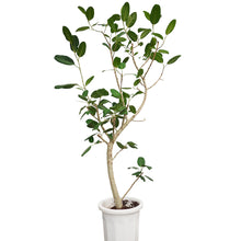 画像をギャラリービューアに読み込む, 【一点物】フィカス・ベンガレンシス 10号 高さ約180cm 沖縄観葉 No.212