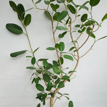 画像をギャラリービューアに読み込む, 【一点物】フィカス・ベンガレンシス 10号 高さ約180cm 沖縄観葉 No.212