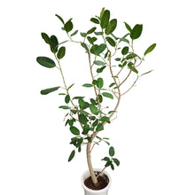 画像をギャラリービューアに読み込む, 【一点物】フィカス・ベンガレンシス 10号 高さ約180cm 沖縄観葉 No.212