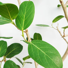 画像をギャラリービューアに読み込む, 【一点物】フィカス・ベンガレンシス 10号 高さ約180cm 沖縄観葉 No.212
