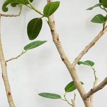 画像をギャラリービューアに読み込む, 【一点物】フィカス・ベンガレンシス 10号 高さ約180cm 沖縄観葉 No.212