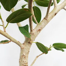 画像をギャラリービューアに読み込む, 【一点物】フィカス・ベンガレンシス 10号 高さ約180cm 沖縄観葉 No.212