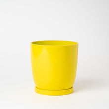 画像をギャラリービューアに読み込む, モンステラ・アダンソニー 5号 リサイクルポットラウンドセット【SHEL'TTER GREENのおしゃれな植木鉢でお届け】