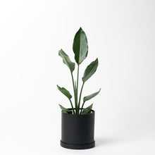 画像をギャラリービューアに読み込む, ストレリチア・レギネ 5号 リサイクルポットセット【SHEL'TTER GREENのおしゃれな植木鉢でお届け】