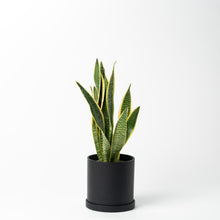 画像をギャラリービューアに読み込む, サンスベリア 5号 リサイクルポットセット【SHEL'TTER GREENのおしゃれな植木鉢でお届け】