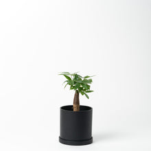 画像をギャラリービューアに読み込む, パキラ 5号 リサイクルポットセット【SHEL'TTER GREENのおしゃれな植木鉢でお届け】