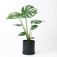 画像をギャラリービューアに読み込む, モンステラ・アダンソニー 5号 リサイクルポットセット【SHEL'TTER GREENのおしゃれな植木鉢でお届け】