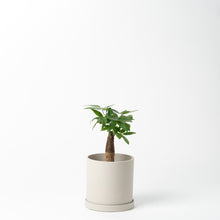 画像をギャラリービューアに読み込む, パキラ 5号 リサイクルポットセット【SHEL'TTER GREENのおしゃれな植木鉢でお届け】