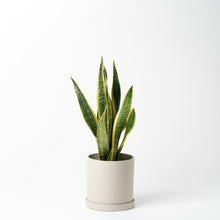 画像をギャラリービューアに読み込む, サンスベリア 5号 リサイクルポットセット【SHEL'TTER GREENのおしゃれな植木鉢でお届け】