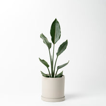 画像をギャラリービューアに読み込む, ストレリチア・レギネ 5号 リサイクルポットセット【SHEL'TTER GREENのおしゃれな植木鉢でお届け】