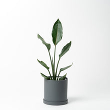 画像をギャラリービューアに読み込む, ストレリチア・レギネ 5号 リサイクルポットセット【SHEL'TTER GREENのおしゃれな植木鉢でお届け】