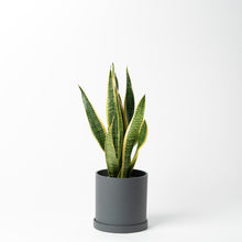 画像をギャラリービューアに読み込む, ストレリチア・レギネ 5号 リサイクルポットセット【SHEL'TTER GREENのおしゃれな植木鉢でお届け】