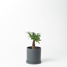 画像をギャラリービューアに読み込む, パキラ 5号 リサイクルポットセット【SHEL'TTER GREENのおしゃれな植木鉢でお届け】