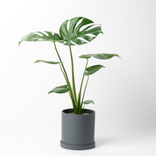 画像をギャラリービューアに読み込む, モンステラ・アダンソニー 5号 リサイクルポットセット【SHEL'TTER GREENのおしゃれな植木鉢でお届け】