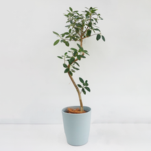 画像をギャラリービューアに読み込む, 【一点物】フランスゴム(まがり) 8号 沖縄の観葉植物 高さ約140cm No.590