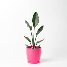 画像をギャラリービューアに読み込む, ストレリチア・レギネ 5号 リサイクルポットラウンドセット【SHEL'TTER GREENのおしゃれな植木鉢でお届け】