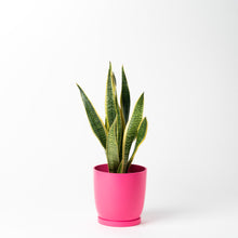 画像をギャラリービューアに読み込む, サンスベリア 5号 リサイクルポットラウンドセット【SHEL'TTER GREENのおしゃれな植木鉢でお届け】