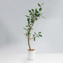 画像をギャラリービューアに読み込む, 【一点物】フィカス・ベンガレンシス 10号 高さ約180cm 沖縄の観葉植物 No.203