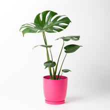 画像をギャラリービューアに読み込む, モンステラ・アダンソニー 5号 リサイクルポットラウンドセット【SHEL'TTER GREENのおしゃれな植木鉢でお届け】