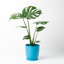 画像をギャラリービューアに読み込む, モンステラ・アダンソニー 5号 リサイクルポットラウンドセット【SHEL'TTER GREENのおしゃれな植木鉢でお届け】