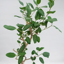 画像をギャラリービューアに読み込む, 【一点物】フィカス・ベンガレンシス 10号 高さ約180cm 沖縄の観葉植物 No.203