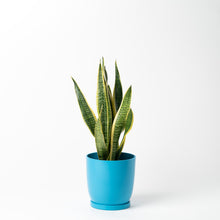 画像をギャラリービューアに読み込む, サンスベリア 5号 リサイクルポットラウンドセット【SHEL'TTER GREENのおしゃれな植木鉢でお届け】