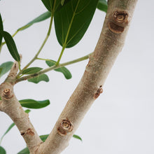 画像をギャラリービューアに読み込む, 【一点物】フィカス・ベンガレンシス 10号 高さ約180cm 沖縄の観葉植物 No.203