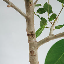 画像をギャラリービューアに読み込む, 【一点物】フィカス・ベンガレンシス 10号 高さ約180cm 沖縄の観葉植物 No.203