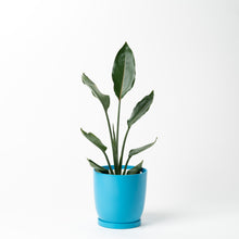 画像をギャラリービューアに読み込む, ストレリチア・レギネ 5号 リサイクルポットラウンドセット【SHEL'TTER GREENのおしゃれな植木鉢でお届け】