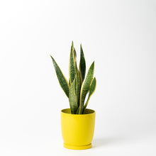 画像をギャラリービューアに読み込む, サンスベリア 5号 リサイクルポットラウンドセット【SHEL'TTER GREENのおしゃれな植木鉢でお届け】