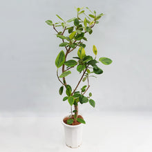 画像をギャラリービューアに読み込む, 【一点物】フィカス・アルテシーマ 10号 高さ約170cm 沖縄観葉 No.302