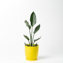 画像をギャラリービューアに読み込む, パキラ 5号 リサイクルポットラウンドセット【SHEL'TTER GREENのおしゃれな植木鉢でお届け】