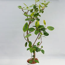 画像をギャラリービューアに読み込む, 【一点物】フィカス・アルテシーマ 10号 高さ約170cm 沖縄観葉 No.302