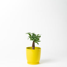 画像をギャラリービューアに読み込む, パキラ 5号 リサイクルポットラウンドセット【SHEL'TTER GREENのおしゃれな植木鉢でお届け】