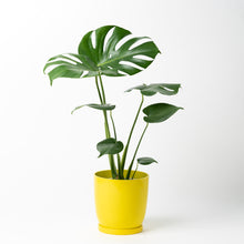 画像をギャラリービューアに読み込む, モンステラ・アダンソニー 5号 リサイクルポットラウンドセット【SHEL'TTER GREENのおしゃれな植木鉢でお届け】