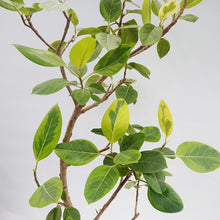 画像をギャラリービューアに読み込む, 【一点物】フィカス・アルテシーマ 10号 高さ約170cm 沖縄観葉 No.302