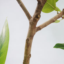 画像をギャラリービューアに読み込む, 【一点物】フィカス・アルテシーマ 10号 高さ約170cm 沖縄観葉 No.302