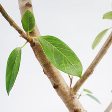 画像をギャラリービューアに読み込む, 【一点物】フィカス・アルテシーマ 10号 高さ約170cm 沖縄観葉 No.302