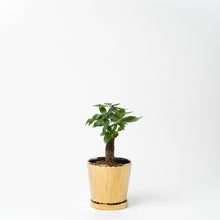 画像をギャラリービューアに読み込む, パキラ 5号 オリジナル陶器ポットセット 【SHEL'TTER GREENのおしゃれな植木鉢でお届け】