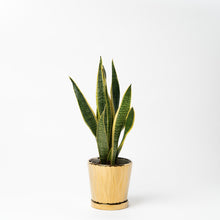 画像をギャラリービューアに読み込む, サンスベリア 5号 オリジナル陶器ポットセット 【SHEL'TTER GREENのおしゃれな植木鉢でお届け】