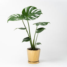 画像をギャラリービューアに読み込む, モンステラ・アダンソニー 5号 オリジナル陶器ポットセット 【SHEL'TTER GREENのおしゃれな植木鉢でお届け】