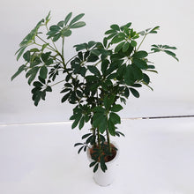 画像をギャラリービューアに読み込む, 【一点物】カポック(シェフレラ) 7号 沖縄の観葉植物 高さ約110cm F2