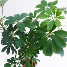 画像をギャラリービューアに読み込む, 【一点物】カポック(シェフレラ) 7号 沖縄の観葉植物 高さ約110cm F2